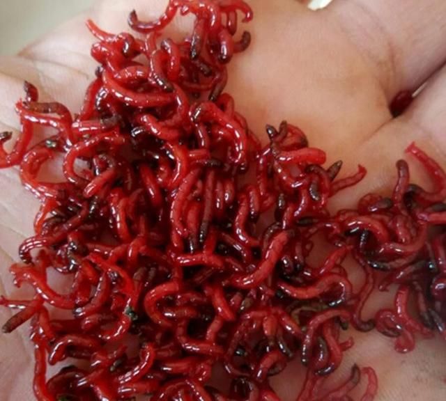 红虫是什么，红虫到底是什么东西？图6