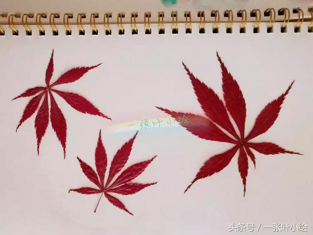 树叶拼贴画简单易懂 2步制作树叶拼贴画(3)