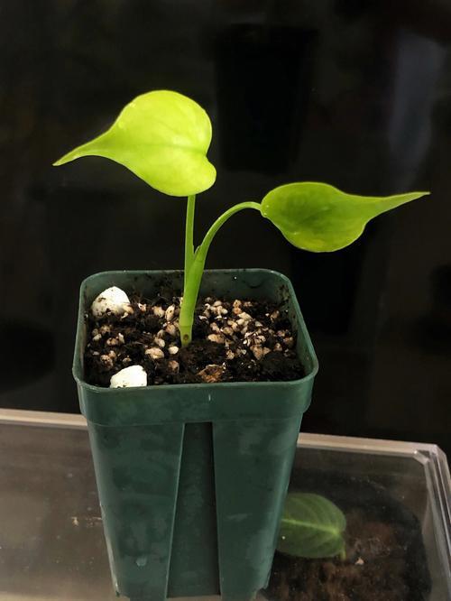 龟甲竹种子的种植方法