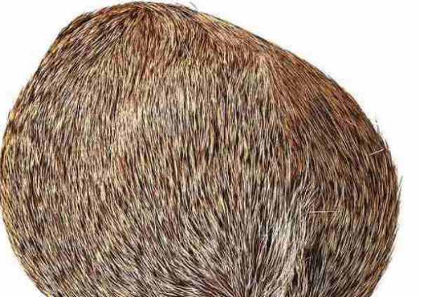 麝香与什么味相近,麝香味是什么意思图3