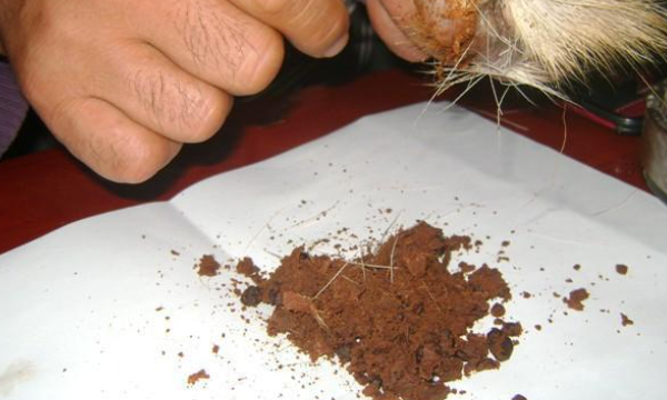 麝香与什么味相近,麝香味是什么意思图1