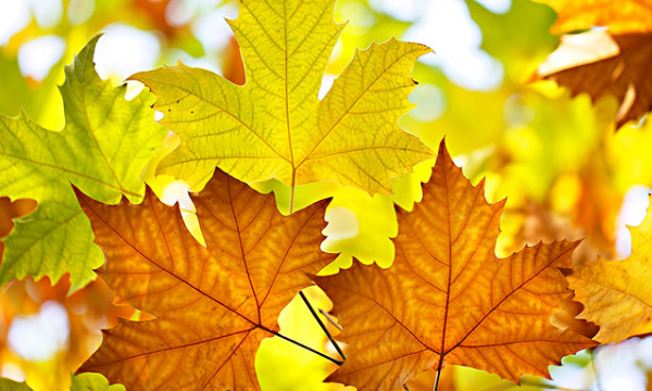 梧桐树叶子长得像什么,梧桐树的叶子像什么图1