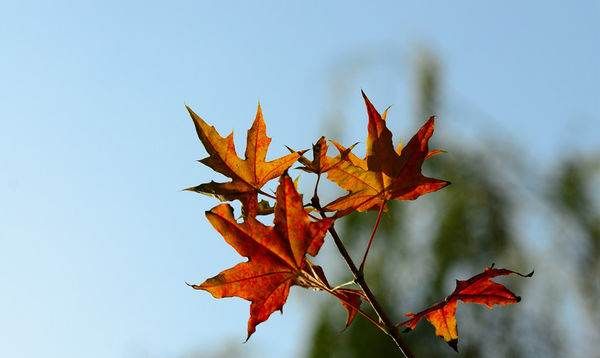 梧桐树叶子长得像什么,梧桐树的叶子像什么图2