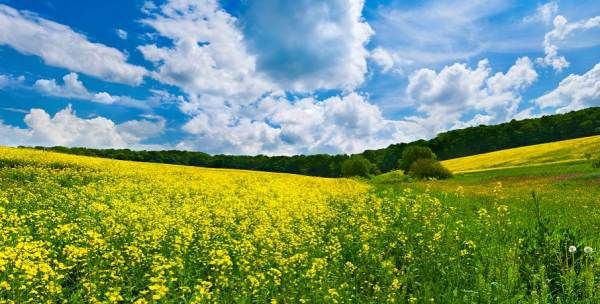 一句看油菜花的心情,看油菜花怎么发朋友圈说说图1