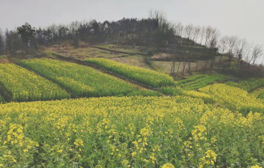 一句看油菜花的心情,看油菜花怎么发朋友圈说说图2