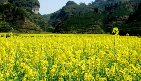一句看油菜花的心情,看油菜花怎么发朋友圈说说图3