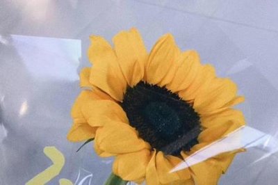 ​向阳而生，逆风而行是什么意思