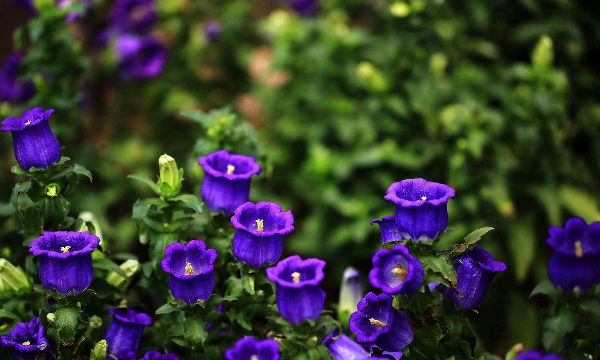 蓝色风铃草的花语,紫罗兰风信子的花语和寓意图4