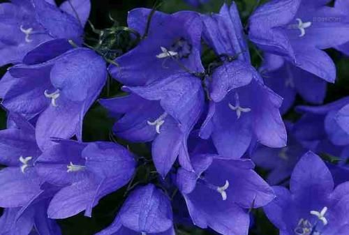 紫罗兰风信子的花语和寓意