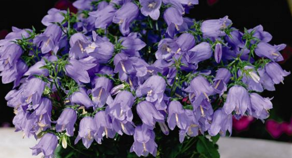 蓝色风铃草的花语,紫罗兰风信子的花语和寓意图3