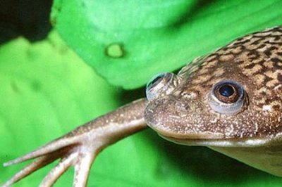 ​白化非洲爪蟾饲养方法