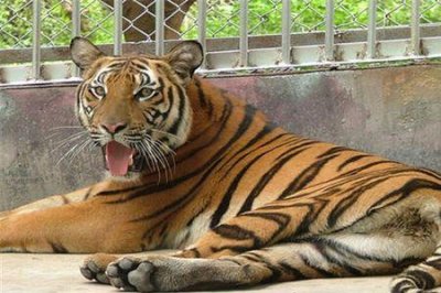 ​华南虎和东北虎他们属于什么科