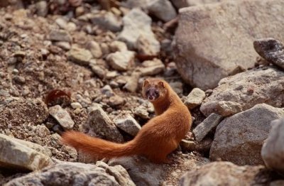 ​黄鼠狼喜欢吃什么食物，黄鼠狼喜欢吃什么肉？