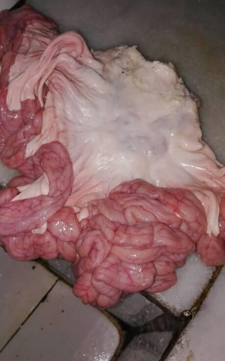 罗汉肉在猪的身上哪个部位