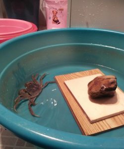 ​螃蟹拿回来怎么保存不会死，三点蟹怎么保存不会死？