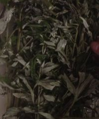 艾蒿煮鸡蛋会吃中毒吗,艾叶煮鸡蛋小孩可以吃图6