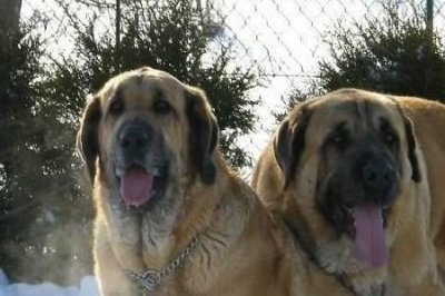 ​世界上最大力气是多少