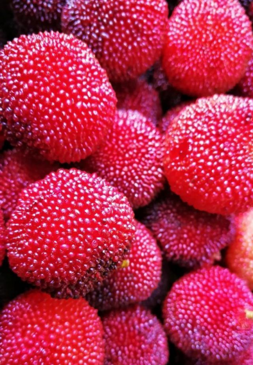 杨梅哪里的最有名,我们中国最知名的四大杨梅产地是哪里图4