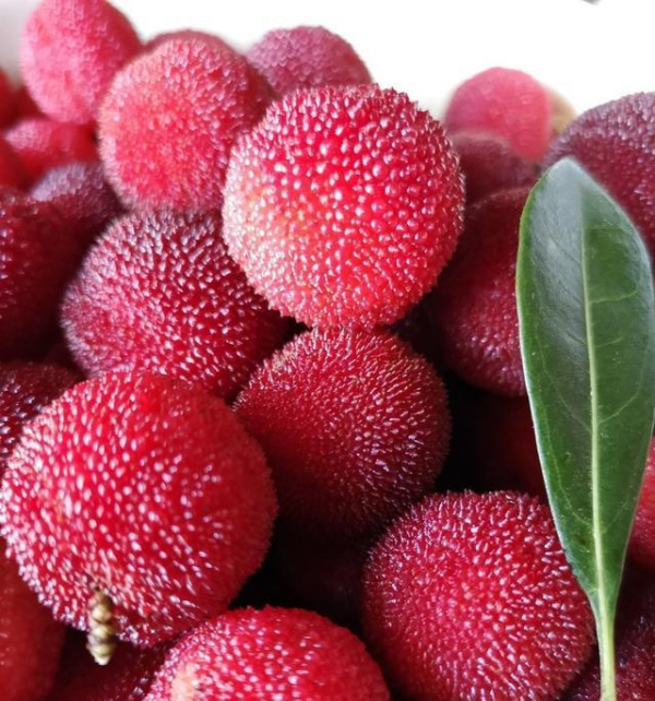 杨梅哪里的最有名,我们中国最知名的四大杨梅产地是哪里图9