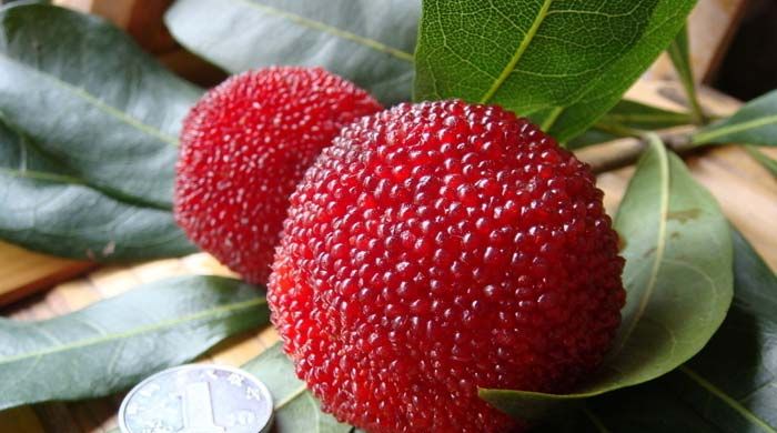 杨梅的产地在哪里?