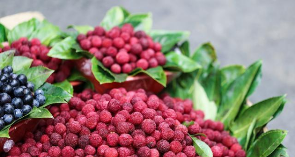 杨梅哪里的最有名,我们中国最知名的四大杨梅产地是哪里图7