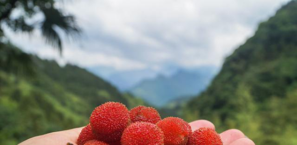 杨梅哪里的最有名,我们中国最知名的四大杨梅产地是哪里图8