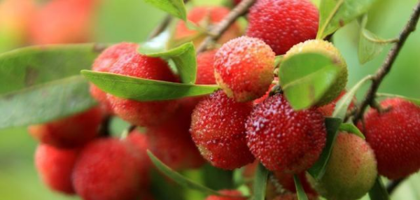 杨梅哪里的最有名,我们中国最知名的四大杨梅产地是哪里图3