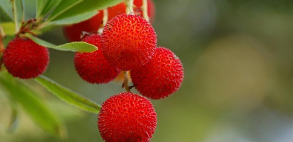 杨梅哪里的最有名,我们中国最知名的四大杨梅产地是哪里图2