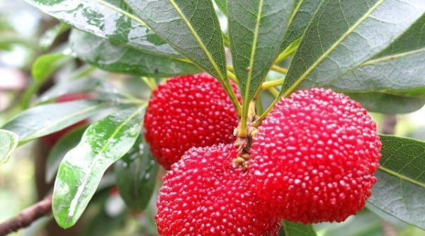 杨梅哪里的最有名,我们中国最知名的四大杨梅产地是哪里图10