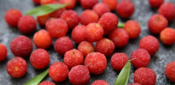 杨梅哪里的最有名,我们中国最知名的四大杨梅产地是哪里图1