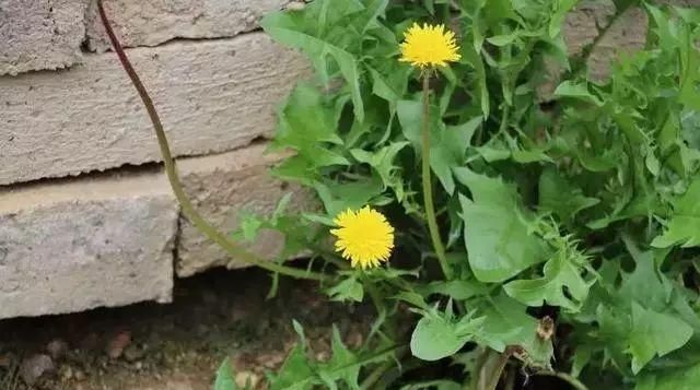 蒲公英怎么泡水喝,问尿路感染蒲公英饮片怎么泡水喝?图2