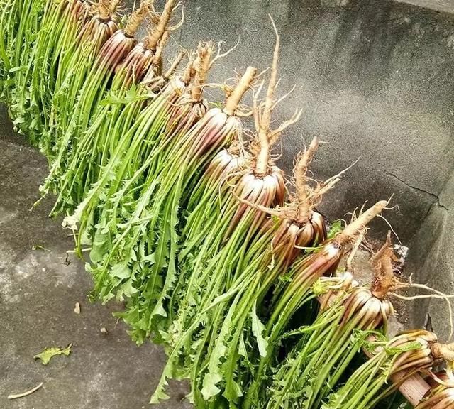 蒲公英怎么泡水喝,问尿路感染蒲公英饮片怎么泡水喝?图3