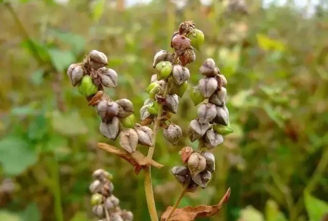 蒲公英怎么泡水喝,问尿路感染蒲公英饮片怎么泡水喝?图9