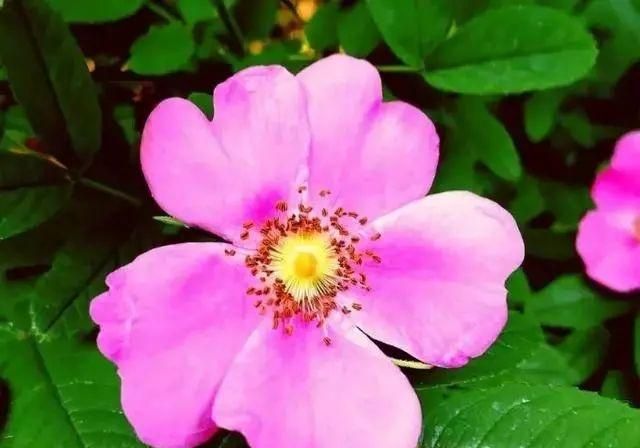 蒲公英怎么泡水喝,问尿路感染蒲公英饮片怎么泡水喝?图8