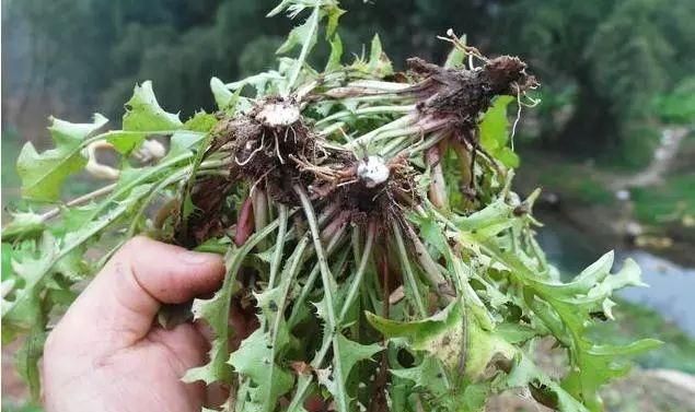 蒲公英怎么泡水喝,问尿路感染蒲公英饮片怎么泡水喝?图14