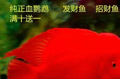 ​红鹦鹉和血红鹦鹉的区别