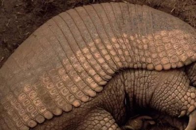 ​犰狳最大可长多大