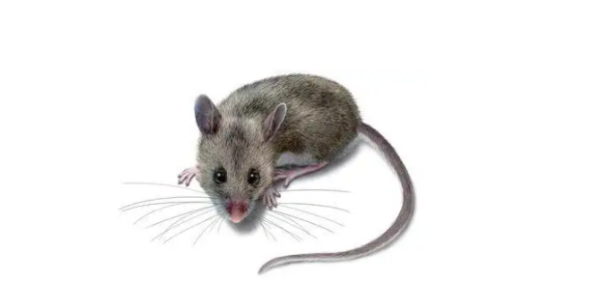 老鼠死了臭味对人体有害,屋里有老鼠的臭味对人有害吗图2
