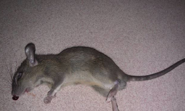 老鼠死了臭味对人体有害,屋里有老鼠的臭味对人有害吗图4