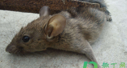 老鼠死了臭味对人体有害,屋里有老鼠的臭味对人有害吗图3