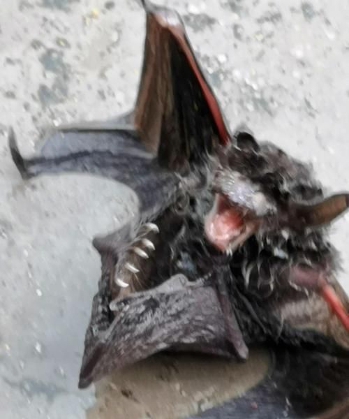 水蝙蝠是保护动物吗