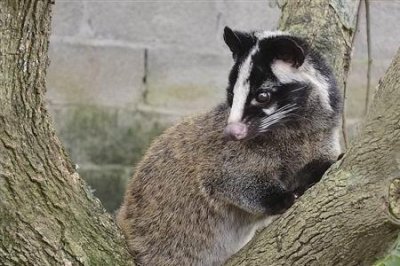 ​云南果子狸养殖