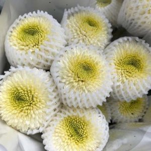 ​怎样制作鲜切花