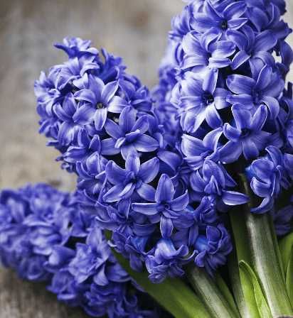 风信子对孕妇有影响吗