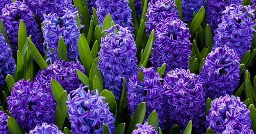 风信子有毒吗对孕妇有害吗,风信子放在房间里对孕妇有影响