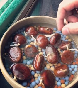 ​发芽的板栗还能吃吗，生板栗有点发芽的迹象，还能不能吃？买的生板？