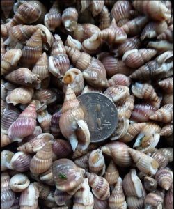 ​螺丝是海鲜,炒螺丝可以放烧烤料吗