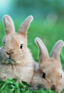 ​兔子生活在哪里?,兔子的生长地一般在哪个地区