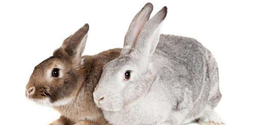 兔子生活在哪里?,兔子的生长地一般在哪个地区