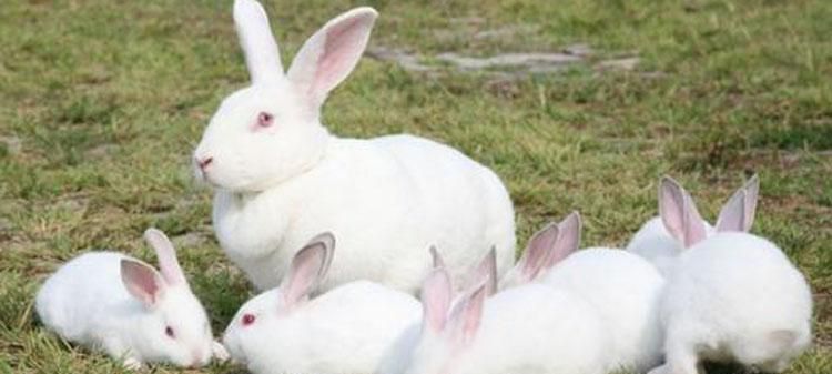 兔子生活在哪里?怎么捉兔子?